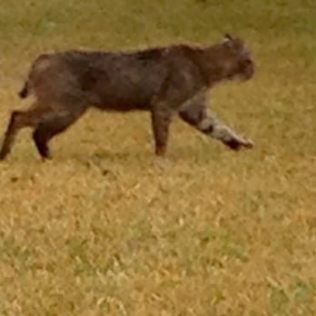 River Legacy Park - The powerful build of the bobcat on the prowl. - Parks Near Me - Arlington, Texas