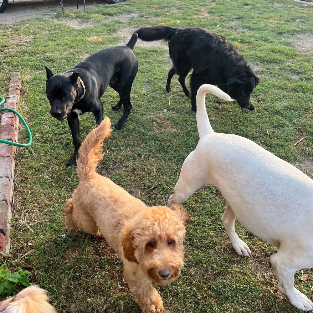 Wild Tails Dog training - Pet Training Near Me Wild Tails Dog training - Pet Training Near Me