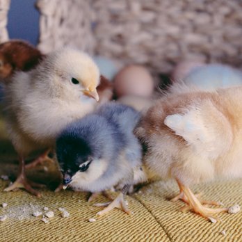 Backyard Chickies - Babies - Pet Stores Near Me