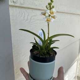 The lovely orchid I treated myself with. The lovely orchid I treated myself with.