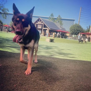 BrewHound Dog Park + Bar - Sun's out. Tongue's out. - Dog Parks Near Me - Neptune Beach, Florida