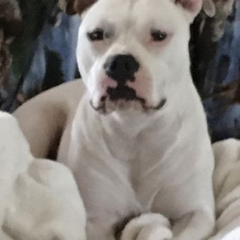 Teller County Regional Animal Shelter - Princess pea - Animal Shelters Near Me - Divide, Colorado