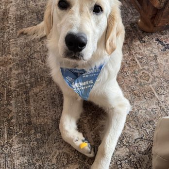 Dog Training Elite - Tulsa - Two treats on his feet, waiting for the command to have them. Impulse control. - Pet Training Near Me - Tulsa, Oklahoma Dog Training Elite - Tulsa - Two treats on his feet, waiting for the command to have them. Impulse control. - Pet Training Near Me - Tulsa, Oklahoma