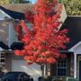 Photo of 7 Brothers Tree Service and Lawn