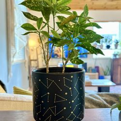 Good Anya - constellation pot