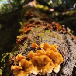 Purisima Creek Trail