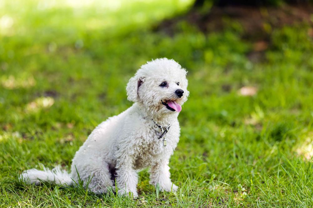 Celebrity Pups and Paws - pet boarding facility in Chester, VA
