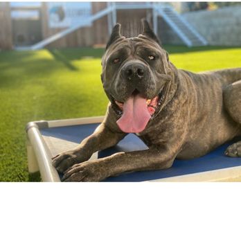 Elevated Canine Academy - Pet Training Near Me