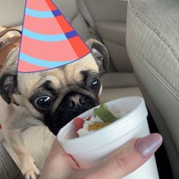 My pug honey enjoying his birthday pup up. The girls made the pup cup SO cute I am so greatful