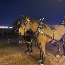 Beautiful horses! Beautiful horses!