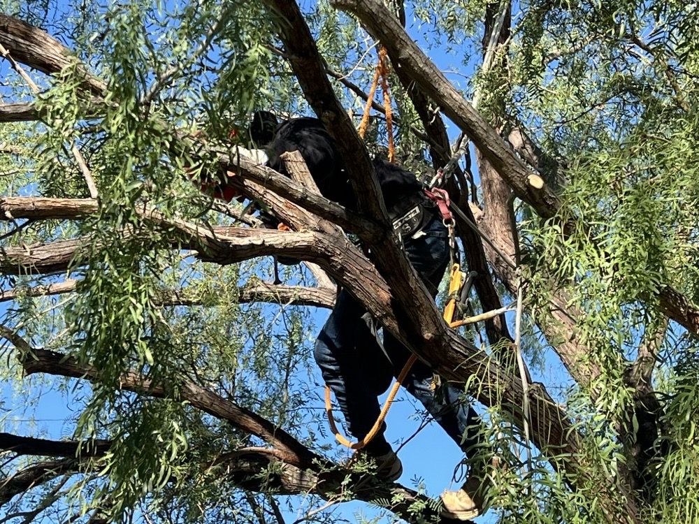 Schilling Horticulture Group - tree service in Las Vegas, NV