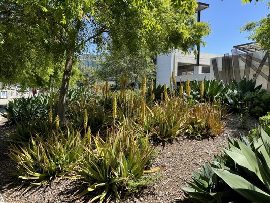 University of California San Diego by null