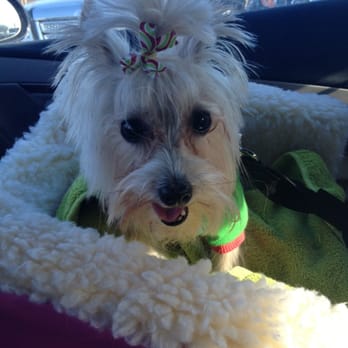 petco mcknight road grooming