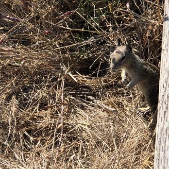 Moonstone Beach - Inquisitive Ground Squirrel - Beaches Near Me - Cambria, California