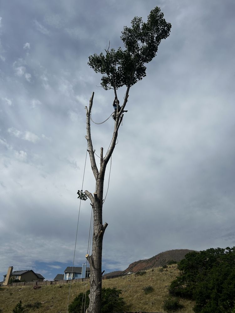 ARS Tree & Shrub Services - tree service in Colorado Springs, CO