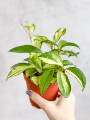 Ed's Plant Shop by null