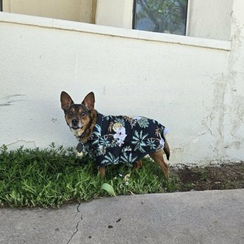 High Desert Veterinary Care - Patient - Veterinarians Near Me - Deming, New Mexico High Desert Veterinary Care - Patient - Veterinarians Near Me - Deming, New Mexico