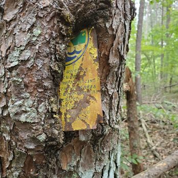 Bear Creek Lake State Park - This metal marker eaten by the tree over time. - Parks Near Me - Cumberland, Virginia Bear Creek Lake State Park - This metal marker eaten by the tree over time. - Parks Near Me - Cumberland, Virginia