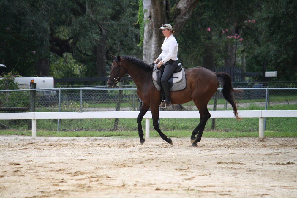 Glover's Stables - equestrian in Spring Hill, FL