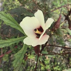 Bountiful Farms Bistro - Okra bloom