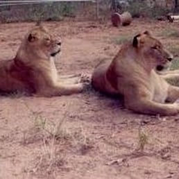 Kenya & Scrunches, two lionesses