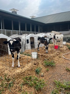 Lively Run Goat Dairy by null