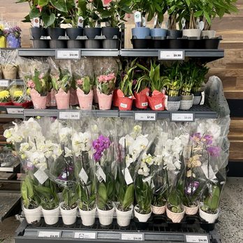 Lidl - Better selection today than my last visit, Anthuriums, money tree, and orchids - Grocery Near Me - Harrisburg, Pennsylvania