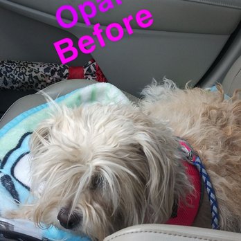 Top Paw Grooming - Opal before her cut. - Pet Groomers Near Me - Tucson, Arizona Top Paw Grooming - Opal before her cut. - Pet Groomers Near Me - Tucson, Arizona