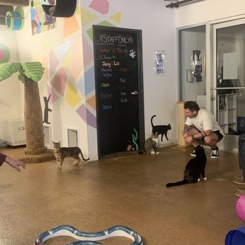 The Cat Cafe - Coffee & Tea Near Me - San Diego, California