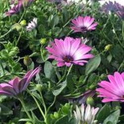 Laughing Owl Greenhouses