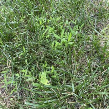 Weed Man - Lawn Services Near Me - Winchester, Virginia Weed Man - Lawn Services Near Me - Winchester, Virginia