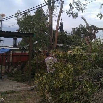 Ramon's Tree Service - chopping up the trees - Tree Services Near Me Ramon's Tree Service - chopping up the trees - Tree Services Near Me