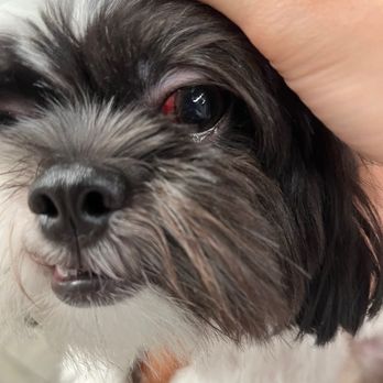 The Barking Spa - Pet Groomers Near Me
