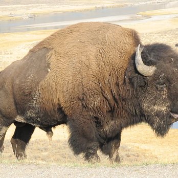 Buffalo Roam Tours - American Bison - Bus Tours Near Me