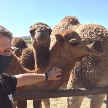 Oasis Camel Dairy - Camel petting - Attraction Farms Near Me - Ramona, California Oasis Camel Dairy - Camel petting - Attraction Farms Near Me - Ramona, California