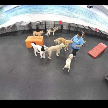 Dogtopia - Pet Boarding Near Me - Houston, Texas Dogtopia - Pet Boarding Near Me - Houston, Texas