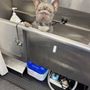 Photo of Squeaky Clean Muttz