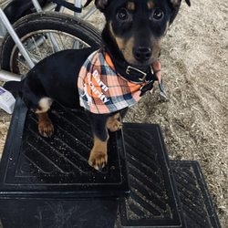 Dog Waste Removal