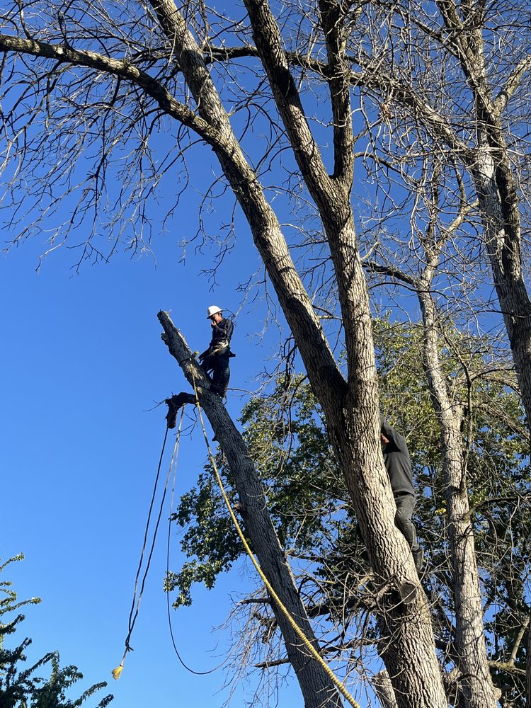 CleanScape Solutions - tree service in Ames, IA