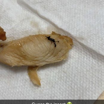 Fuel Grill & Juice Bar - Insect in my chicken teriyaki. Yuck!! - Juice Bars & Smoothies Near Me - Brooklyn, New York Fuel Grill & Juice Bar - Insect in my chicken teriyaki. Yuck!! - Juice Bars & Smoothies Near Me - Brooklyn, New York