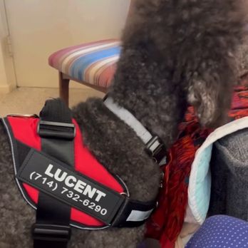 Lucent Hospice - Support dog visiting a patient! - Hospice Near Me - Huntington Beach, California Lucent Hospice - Support dog visiting a patient! - Hospice Near Me - Huntington Beach, California