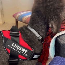 Lucent Hospice - Support dog visiting a patient!