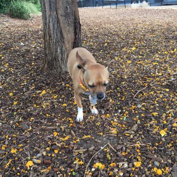 LA Live - Flower petals on the foor - Dog Parks Near Me - Los Angeles, California LA Live - Flower petals on the foor - Dog Parks Near Me - Los Angeles, California