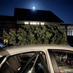 Delancey Street Christmas Trees - Now figuring out if we have the right stand kind of overlook that part so they gave us one!