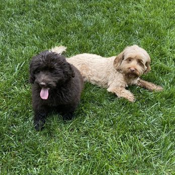 Hales Australian Labradoodles - This is them together - Pet Stores Near Me - Bakersfield, California