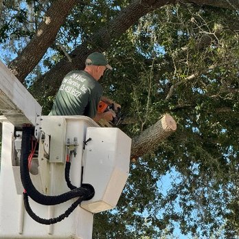 24 Hour Tree Service - Shane in the bucket doing a fabulous job! - Tree Services Near Me