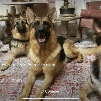 My Clever Canine Dog Training - Reactive dogs on a night off watching TV. Reagan is in the middle. - Pet Training Near Me My Clever Canine Dog Training - Reactive dogs on a night off watching TV. Reagan is in the middle. - Pet Training Near Me
