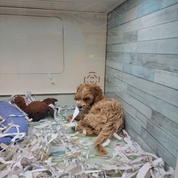 The Puppy Store Henderson - Pet Stores Near Me - Henderson, Nevada The Puppy Store Henderson - Pet Stores Near Me - Henderson, Nevada
