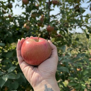 Apple Jack Orchards - Fruits & Veggies Near Me - Delano, Minnesota