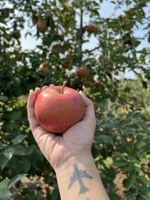 Apple Jack Orchards by null